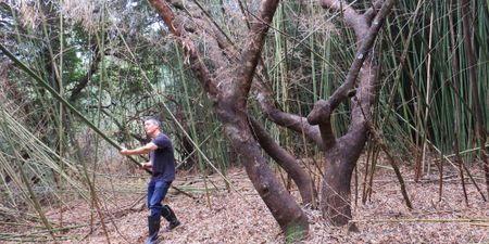 Ecoactivists spearhead mistbelt biodiversity drive while Pietermaritzburg battles to see the forest for the alien trees