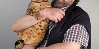 BIRMINGHAM, ENGLAND - NOVEMBER 24: Charles Wilson poses for a photograph with his Brown Spotted Bengal cat named 'Lacemoat-Rocknrola' after being exhibited at the Governing Council of the Cat Fancy's 'Supreme Championship Cat Show' held in the NEC on November 24, 2012 in Birmingham, England. The one-day Supreme Cat Show is one of the largest cat fancy competitions in Europe with over one thousand cats being exhibited. Exhibitors aim to have their cat named as the show's 'Supreme Exhibit' from the winners of the individual categories of: Persian, Semi-Longhair, British, Foreign, Burmese, Oriental, Siamese. (Photo by Oli Scarff/Getty Images)