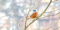 Cape Rock Thrush in my local park - Dawncliffe Westville. Photographer: Jessica Van Deventer