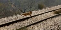 epa09400915 ? fox jumps across rail tracks as it runs to save its life during a wildfire in the Afidnes area, near Athens, Greece, 06 August 2021. The fires in Attica continued to blaze uncontrollably on 06 August, along all three fronts that formed during the night - at the side of the Athens-Lamia national highway toward Kapandriti, on the foothills of Parnitha in Afidnes and in Ippokratios Politia where both homes and businesses were burned. Another major problem caused by the fires is the thick smoke that has blanketed the Attica sky, creating a stifling atmosphere. Among the forces fighting the flames are 83 fire-fighters sent from France, who arrived in Greece in the eraly morning hours the same day. The situation, already extremely difficult, is expected to get worse during the day as wind intensity picks up and starts to fan the flames.  EPA-EFE/ALEXANDER BELTES
