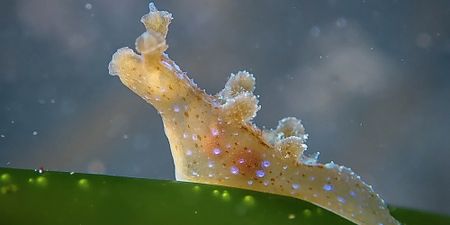 Helen Walne’s ‘Underwonder’ World: Like falling into a painting, again and again