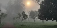 Misty Morning. Photographer: Pierre Depaepe