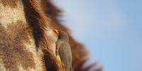 Rare Yellow-Billed Oxpecker on a giraffe in the Timbavati. Photographer: Murray Newton
