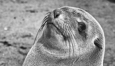 Op-Ed: Legal Eastern markets are gutting Africa’s wildlife – Traffic