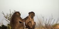 A juvenile baboon grooms another on Slangkop Mountain above Kommetjie after being injured by a dog in the community. (Photo: Alan van Gysen)