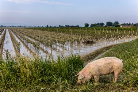 Grapes of wrath — Cape farmers face a long post-flood road to recovery