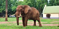 Charley is a 44-year-old elephant at the National Zoological Garden who has spent a little more than half of his life here. (Photo: Masego Mafata) 