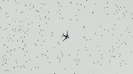 SA airline industry divided on returning to the skies