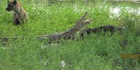 This was a picture taken near Satara in Kruger on Jan 31st. -  A patiently waiting hyena whilst a crocodile eats a buffalo. Image: Janet King