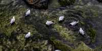 Hartlaub's Gulls bathing below Seapoint promenade, Cape Town. Image: James Adriaan Harrison