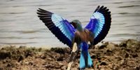 Roller at Selous Tanzania. Photographer: Margie Finnemore