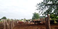 Cattle of a farmer in Limpopo. (Photo: Israel Nkuna)