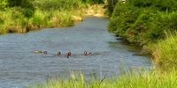 Children swim the Mzamba River which marks the border between the Eastern Cape and KwaZulu-Natal.<br>(Photo: John Clarke)