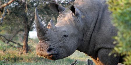 How to grow rhinos in a lab - the science that could save endangered species