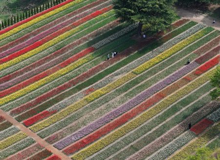 A 'one million tulips' garden, and more from around the world