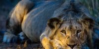 african-lion-book