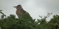  Morning Chorus from a Rufous - Naped Lark</p>
<p>CREDIT: Michael Nel