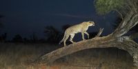 The South African cheetah census that broke the population illusion