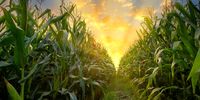 South Africa’s maize crop this year is more than 14% higher. (Photo: iStock)