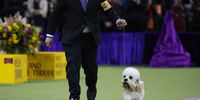 NEW YORK, NEW YORK - FEBRUARY 11: A dog competes during the 149th Annual Westminster Kennel Club Dog Show – Junior Showmanship, Group Judging (Sporting, Working, Terrier) + Best in Show at Madison Square Garden on February 11, 2025 in New York City.  (Photo by Sarah Stier/Getty Images for Westminster Kennel Club)