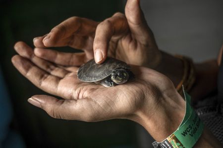 The Amazon rainforest's endangered turtles, and more from around the world
