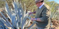 Tim Murray cutting an agave leaf. (Photo: Leah van Deventer)<br>