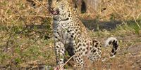 Mmm! Nice lunch in the Okavango. Photographer: Chris Crozier