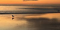 Golden moments. Photographer: Suzi Wilson