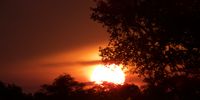 Bush sundown