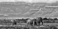 The resident elephants of Samara Private Game Reserve south of Graaff-Reinet. (Photo: Chris Marais)<br>