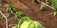 Iman-Oosrand agricultural programme 