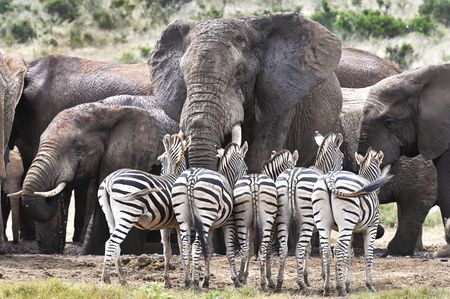 How SANParks plans to rethink conservation and include those previously marginalised