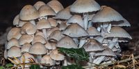 Wild mushrooms. Photographer: David Reucassel