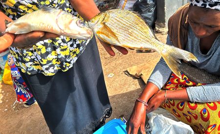 Small-scale fishers struggle to survive while facing a litany of regulations