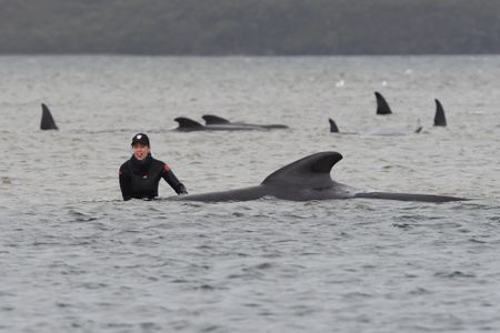 Australia saves 25 stranded pilot whales, rescue efforts continue