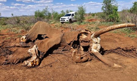 North West officials evade responsibility for Madikwe elephant crisis, say MPs