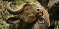 How Now Brown Cow Photogrpaher: Elise Morton