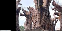 baobab tree