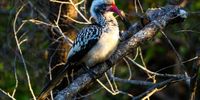 Red billed Hornbill. Photographer: Karin Linder