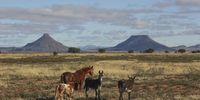A horse, a pony and a couple of donkeys keep one another company with the distinctive hills of Teebus and Koffiebus in the background. The Orange-Fish Tunnel ends at Teebus. Image: Chris Marais<br>