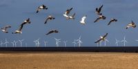 Hi-tech protection for birds at risk from SA’s wind turbine farms