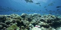 The Chagos Archipelago is home to some 800 species of fish, including rays, skates and dozens of varieties of shark. (Photo: Phil Renaud/Khaled bin Sultan Living Oceans Foundation)