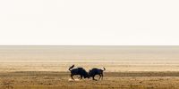 Head to head,  two wildebeest fighting it out on Etosha Pan. CREDIT: Sharlene Cathro @sharlenewildlifephotography<br>