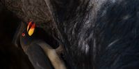“Can I tell you a secret?” Yellow-billed Oxpecker on an old, lone buffalo bull. Photographer: Steph Vermeulen<br>