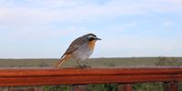 Cape Robin in for breakfast at Bontebok National Park CREDIT 