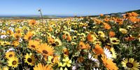 A general view of the magical natural phenomenon where fields of flowers appear out of the dry conditions of the West Coast National Park on 26 August 2020 in Postberg, South Africa.  (Photo: Gallo Images / Jacques Stander)
