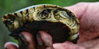 Terrapins are to be found occupying just about every substantial puddle which proliferate Nambiti Game Reserve, outside Ladysmith (KZN), following the above-average summer rains. Image: Jacky du Plessis