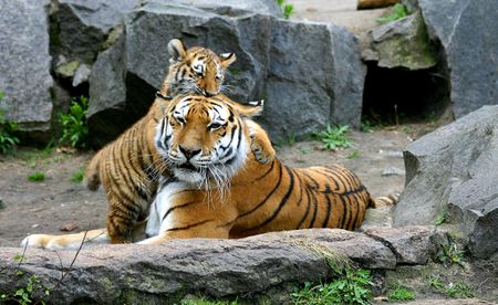 South Africa cited in global report that seeks to end captive tiger breeding