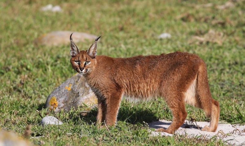 What it takes to keep Table Mountain wild