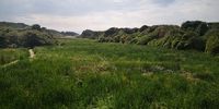 Hawaan forest which has been impacted by the toxic chemical spill. <br>
